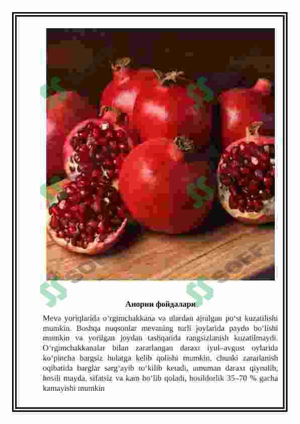Anor mahsulotini berilgan variant uchun kurs ishini ishlash va Anor mevasini unumdorligini hisoblash 4