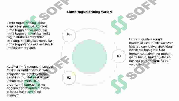Limfatik tugunlar 4