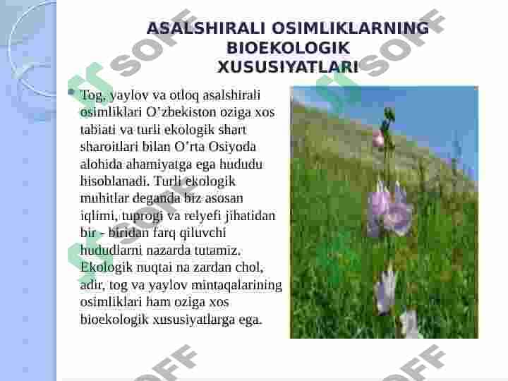 Oʻzbekistonda tarqalgan asalshirali oʻsimliklar slayd 4