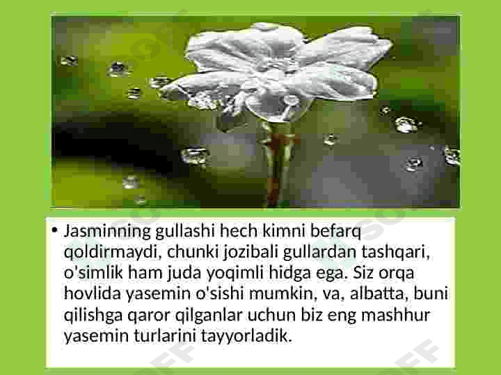 Yasmin, jasmin oʻsimligi haqida maʼlumot 4