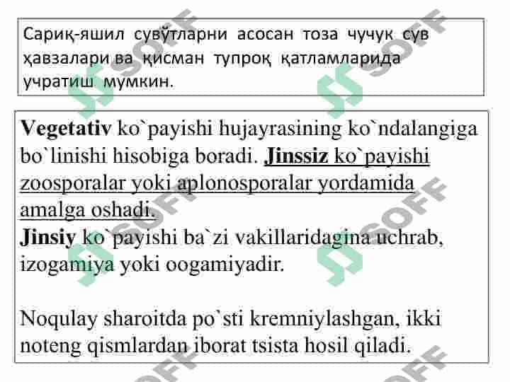 SARIQ-YASHIL SUVO`TLAR  BO`LIMI. TILLARANG SUVO`TLAR  BO`LIM 4