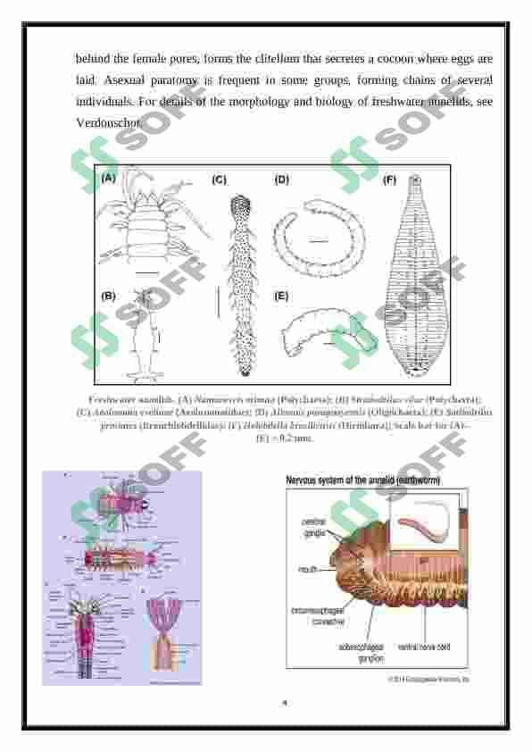 Phylum annelida - Filum annelida 4