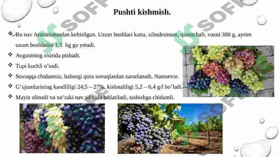 Respublikda rayonlashtirilgan asosiy uzum navlarining tavsifi 4