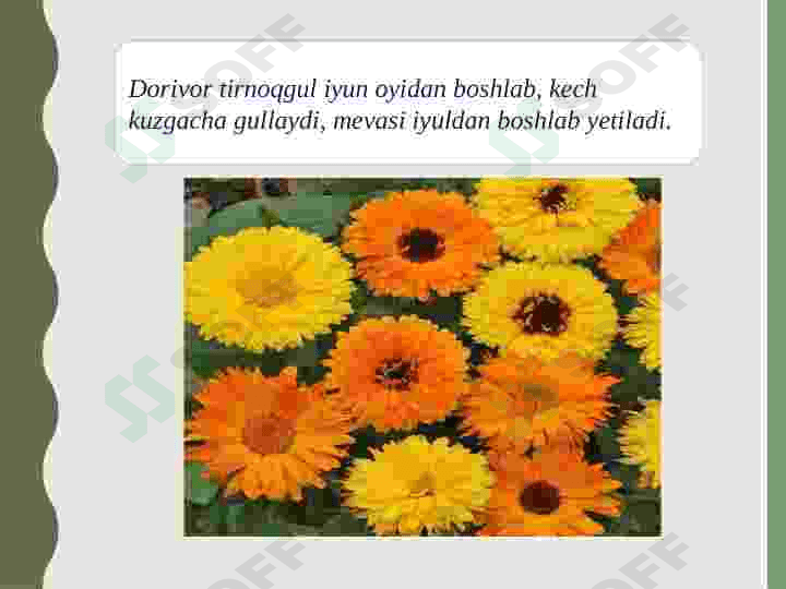 Oʻzbekistonda tarqalgan dorivor oʻsimliklar 4