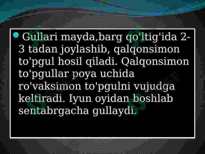 Yalpizdoshlar oilasi va ularni dorivorlik xususiyati 4