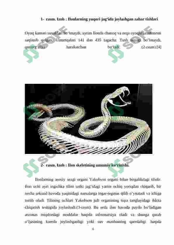 O’ZBEKISTON HUDUDIDA TARQALGAN ZAHARLI ILONLAR 5