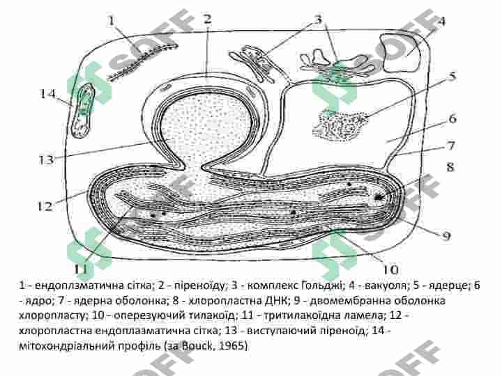 Qoʻnğir va diatom suvoʻtlar 5