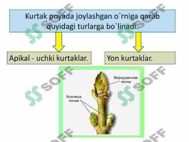 NОVDA. KURTAKLAR.  NОVDADA BARGLARNING  JОYLASHISHI. NОVDA  MЕTAMОRFОZI 5