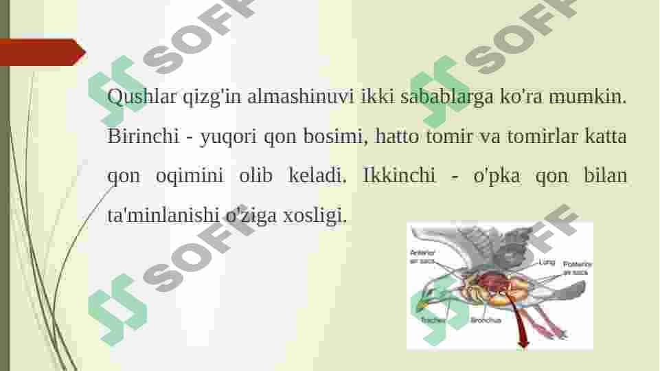 Qushlarning yurak qon tomirlari fiziologiyasi 5