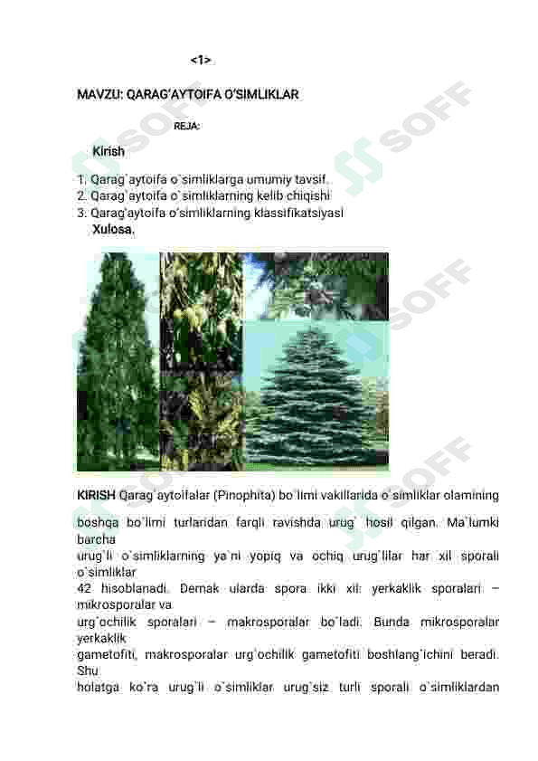 Qaragʻaytoifa oʻsimliklar 5