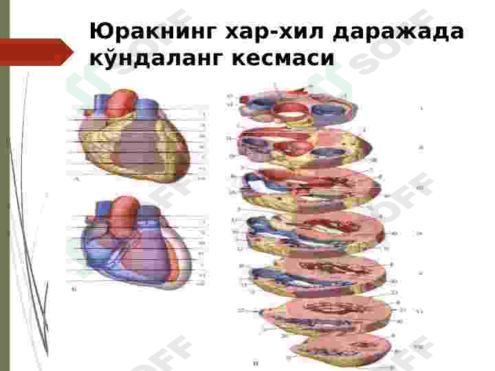 YURAKNI TEKSHIRISH USULLARI 5