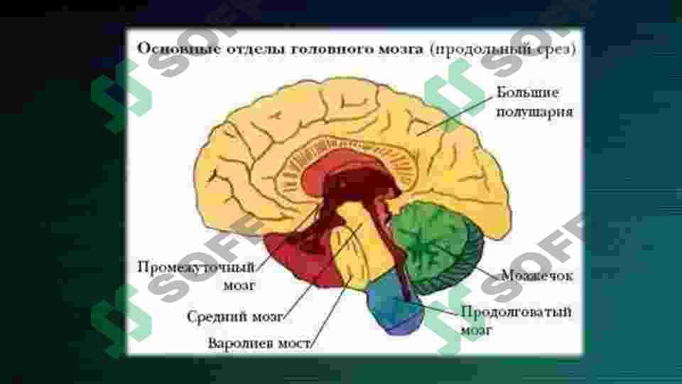 Отделы головного мозга 5