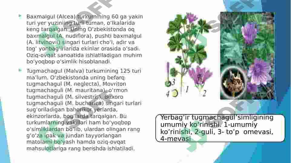 Gulxayridoshlar oilasi vakillarining tuzilishidagi o‘ziga xos xususiyatlar 5
