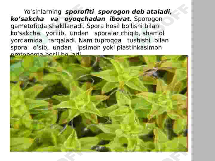 Yoʻsintoifa  sinfi 5