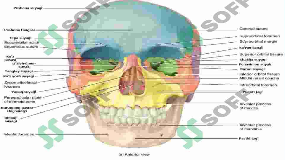 kalla suyaklarining rentgenanatomiyasi. kallaning jinsiy va shaxsiy tafovutlari 5
