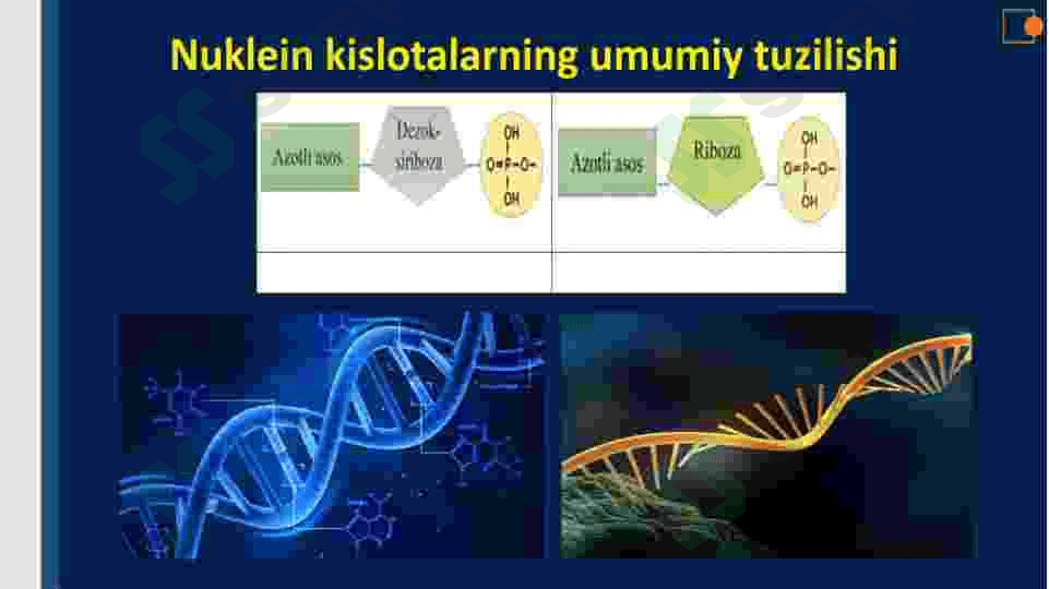 Nuklein kislotalar 5
