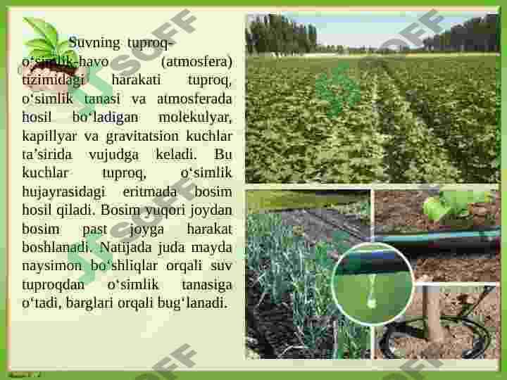 O’simliklarni sug’orish fiziologiyasi va istiqbollari 5