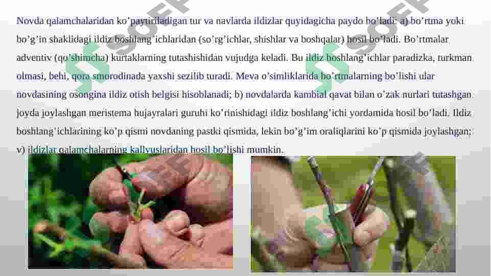Meva va rezavor meva o’simliklarini ko’paytirishning biologik asoslari va meva ko’chatlarini yetishtirish. 5