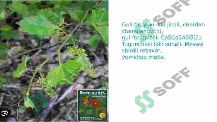 Tokdoshlar va Jiydadoshlar oilalari 5