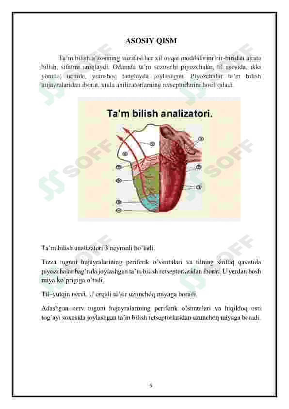 Muvozanatni saqlash muskullarning sezishi va tuyg`u organlari. 5