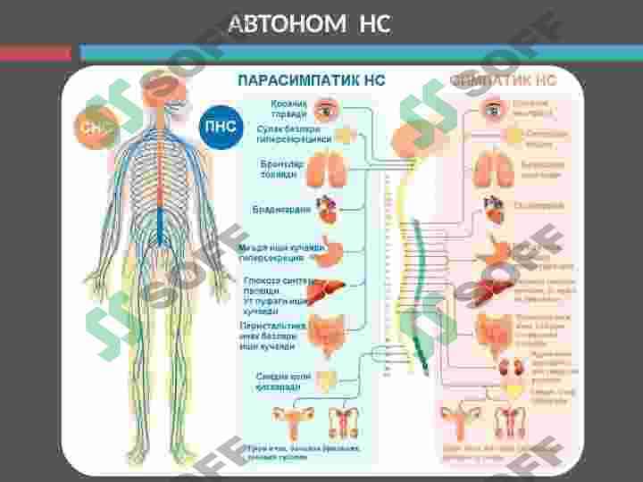 Nevrologiya 5