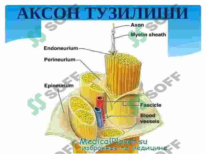 Vegetativ asab tizimining tuzilishi 5