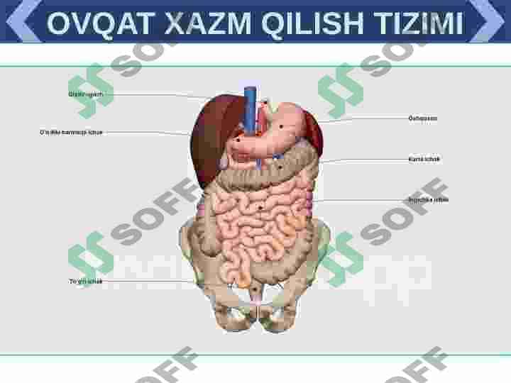 XAZIM TIZIMI FILOGENEZI VA BUZULISHLARI 5