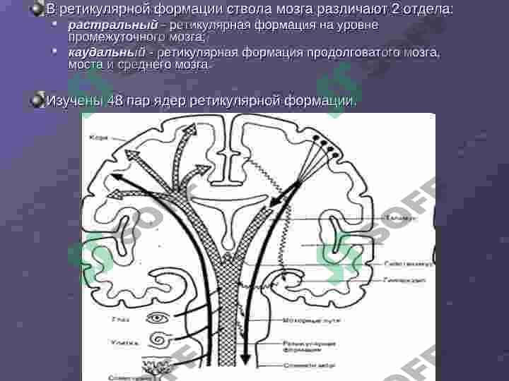 Ретикулярная формация, Лимбическая система, Лимбико-ретикулярный комплекс 5