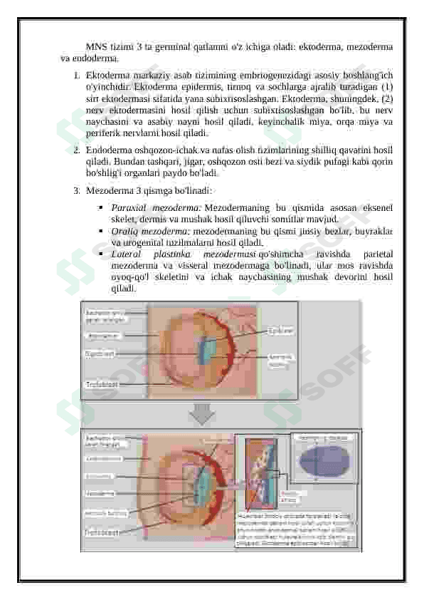 Nerv tizmi(orqa va bosh miya). Taraqqiyoti. 5