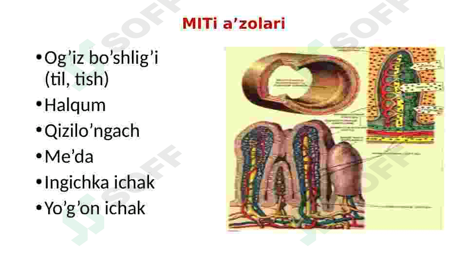 Ovqat hazm qilish organlari 5