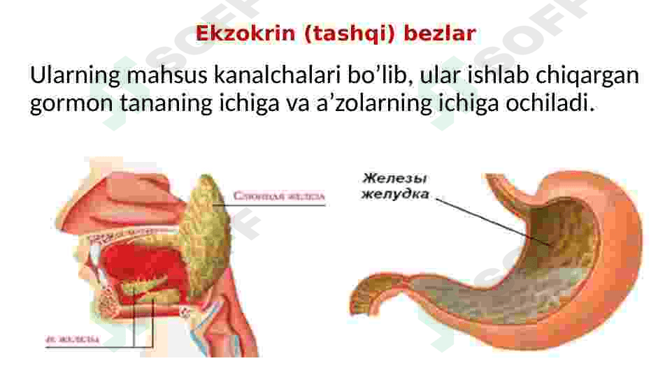 Endokrin sistemasi 5