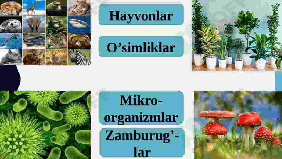 Biosferaning tarkibi 5