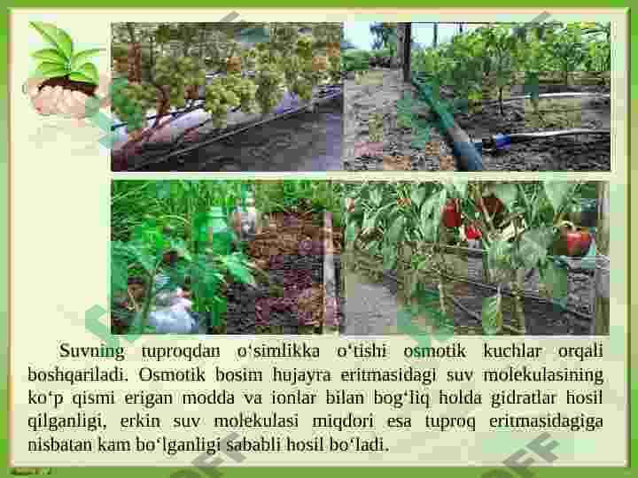 O’simliklarni sug’orish fiziologiyasi va istiqbollari 6