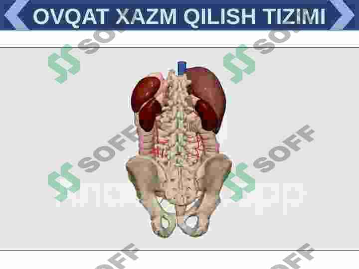 XAZIM TIZIMI FILOGENEZI VA BUZULISHLARI 6