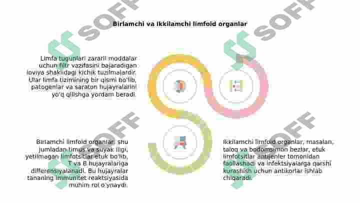 Limfatik tugunlar 6