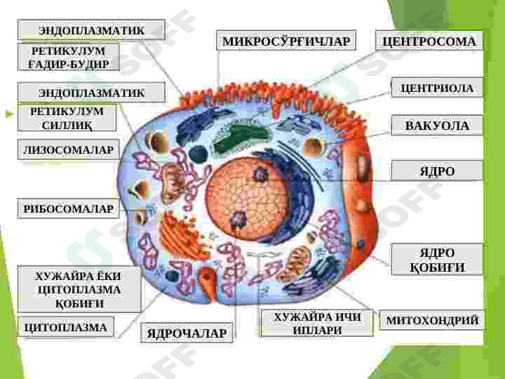 HUJAYRA SHIKASTLANISHI PATOFIZIOLOGIYASI 6
