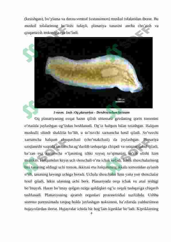 Yassi chuvalchanglarning rivojlanish sikli-parazitlik hayot mahsuli 6