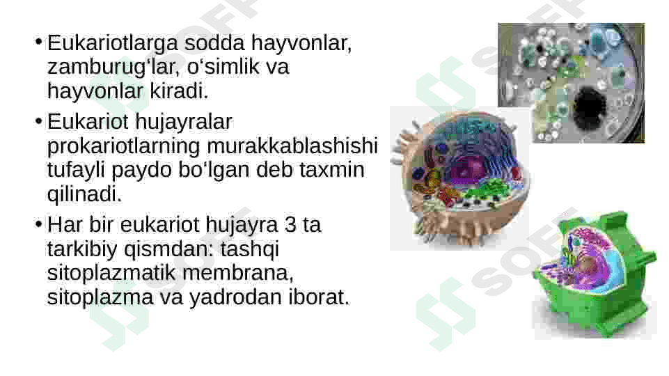 eukariot hujayra 6