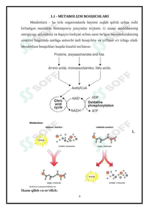 Metabolizm jarayonida energiya hosil bo'lishi va sarflanishi 6
