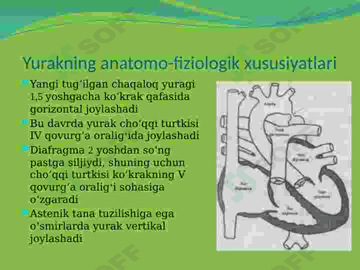 Bolalarda qon aylanish tizimining anatomo-fiziologik hususiyatlari 6