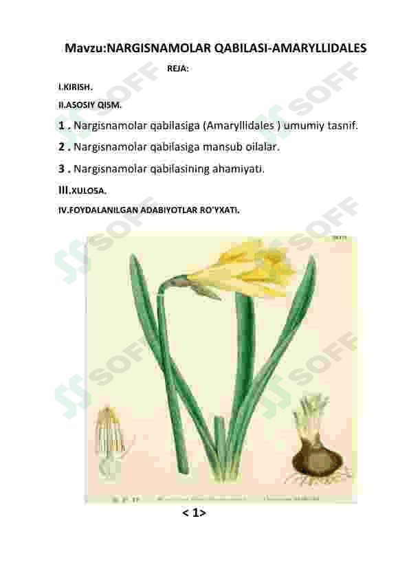 Nargisnamolar qabilasi 6