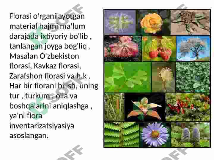 O'zbekiston va Qoraqalpog'iston florasini o'rganilish tarixi slayd 6
