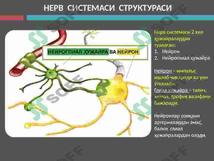 Nevrologiya 6