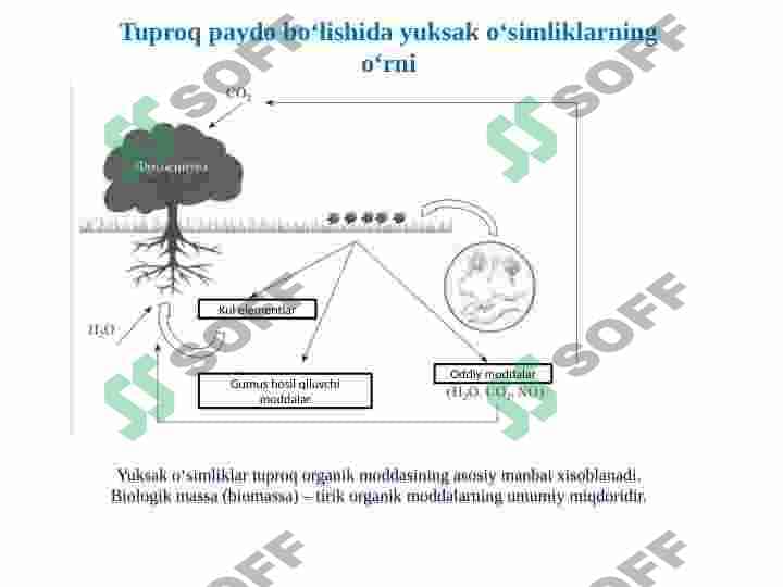 Tuproq hosil bo'lishida biologik omilning roli 6