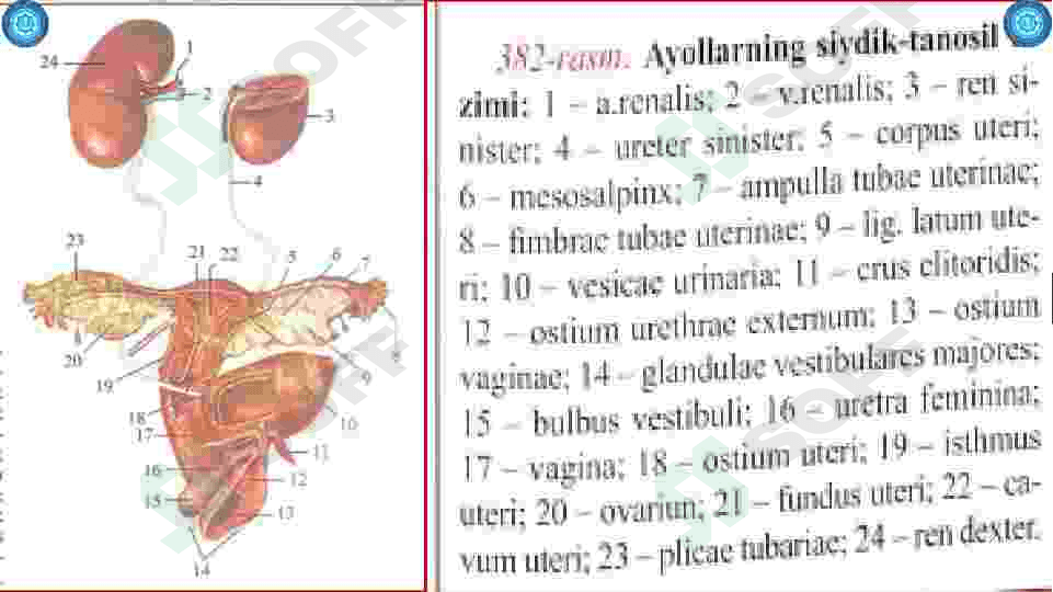 Buyrak. Ularning yoshga qarab o'zgarish. Siydik yo’li qovuq, siydik chiqarish kanali,       ularning yoshga qarab o'zgarishi. 6