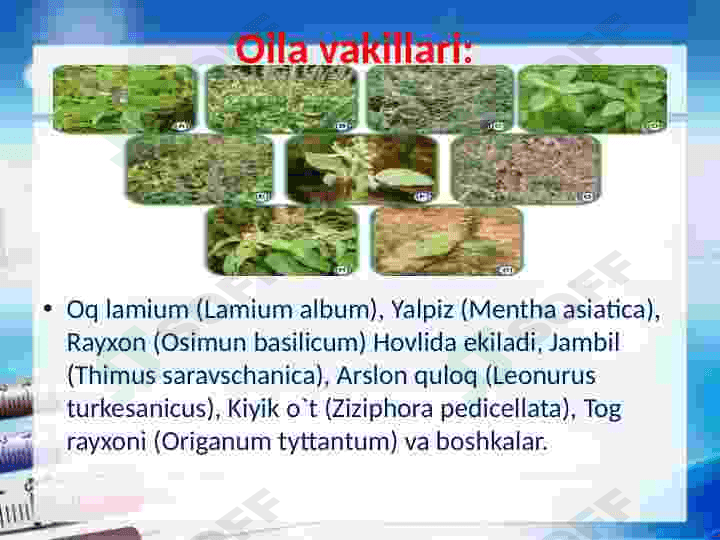 Yalpiznamolar qabilasi 6