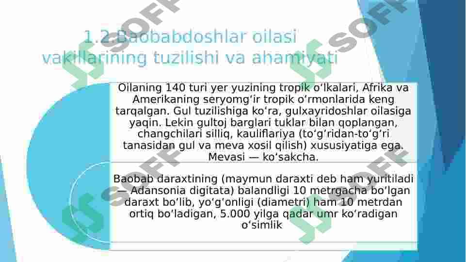 Gulxayridoshlar oilasi vakillarining tuzilishidagi o‘ziga xos xususiyatlar 6