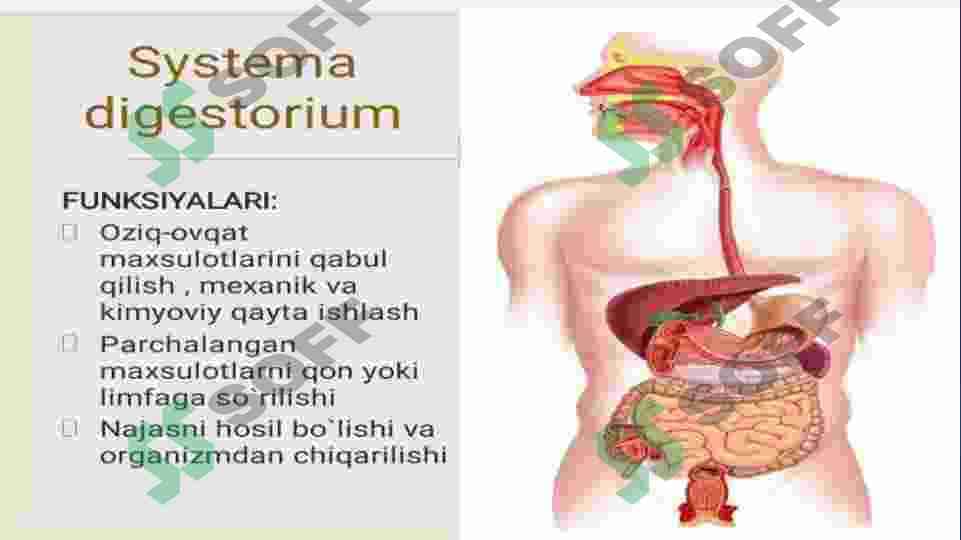 HAZM VA UNING TURLARI.OGʻIZ BOʻSHLIGʻI VA ME’DADA OVQAT HAZM BOʻLISHI .INGICHKA VA YOʻGʻON ICHAKDA OVQAT HAZM BOʻLISHI 6