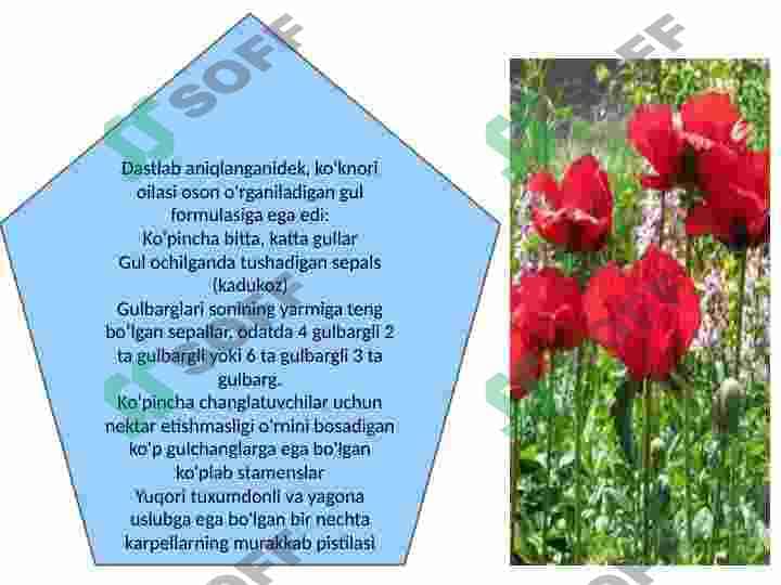 Papaveraceae-Koʻknoridoshlar. Koʻknoridoshlar oilasining dorivorlik xususiyatlari 6