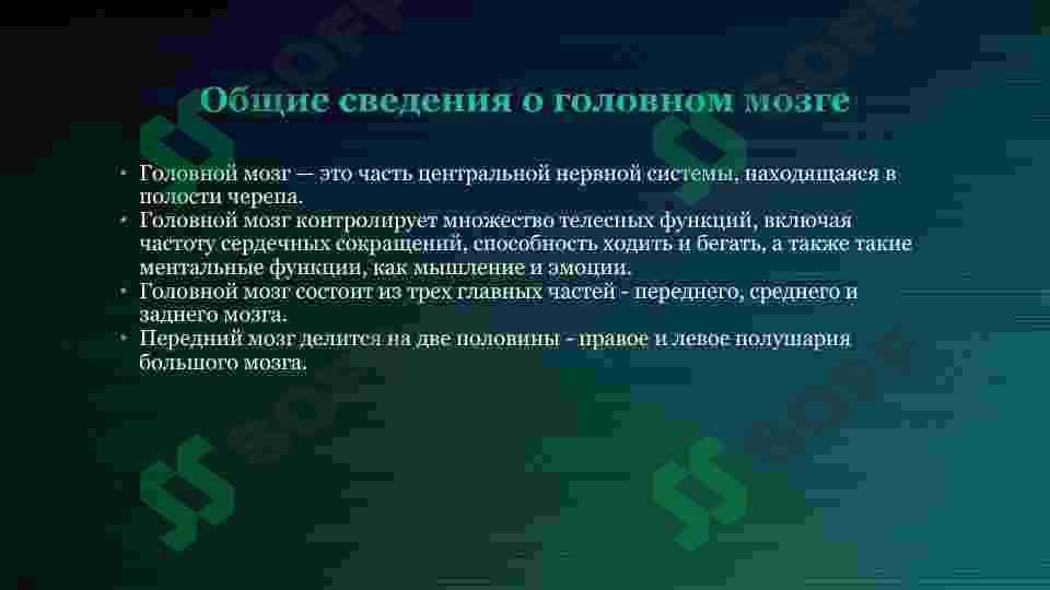 Отделы головного мозга 6